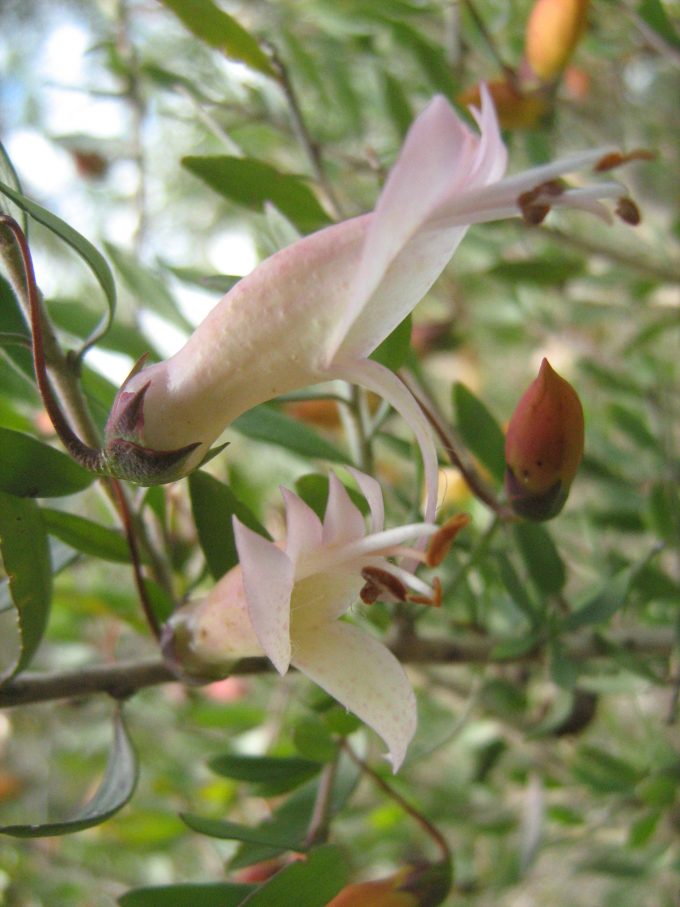 Eremophila maculata shell pink - hardy Australian native plant