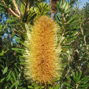 Banksia marginata - Australian native plant