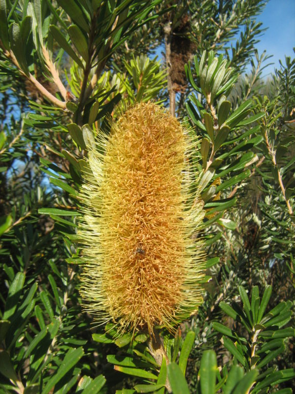 Banksia marginata in 50mm forestry tube – Trigg Plants