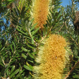 Banksia marginata - Australian native plant