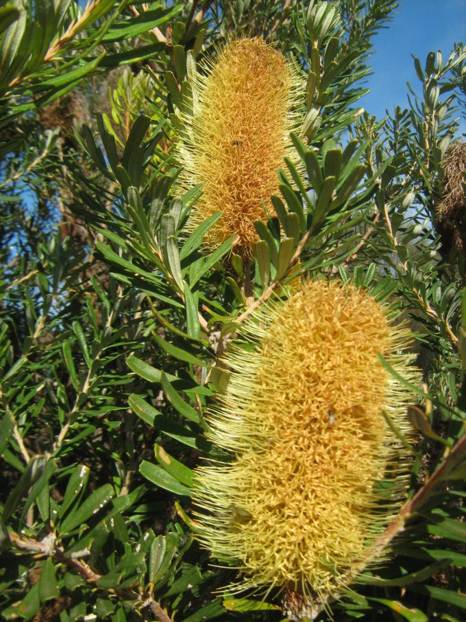 Banksia marginata - Australian native plant