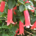 Correa pulcella Annies Delight - Australian native plant