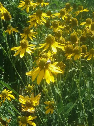 Rudbeckia laciniata - perennial plant