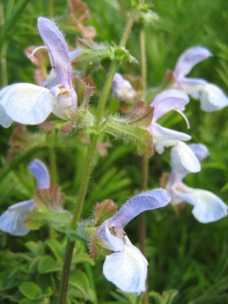 Salvia africans caerulea - Hardy Perennial Plant