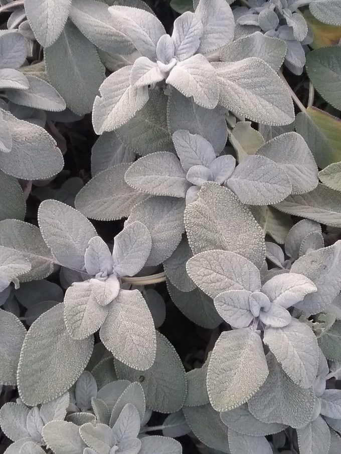 Salvia officinalis Berggarten - Hardy Perennial Plant
