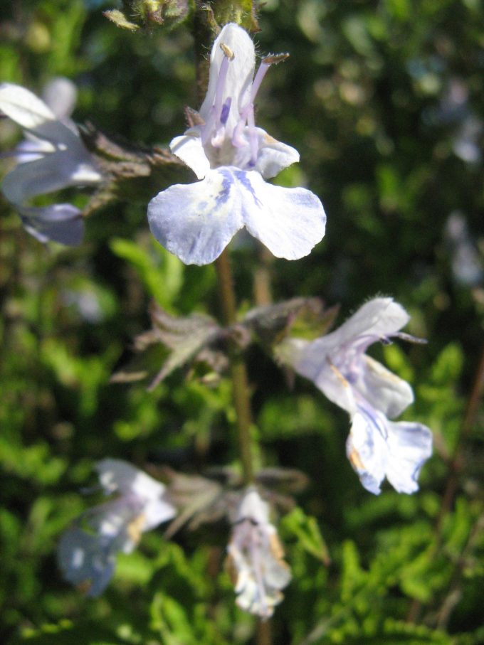 Salvia Fingrove - Perennial Plant
