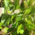 Salvia lyrata Green Leaf Form - Perennial Plant