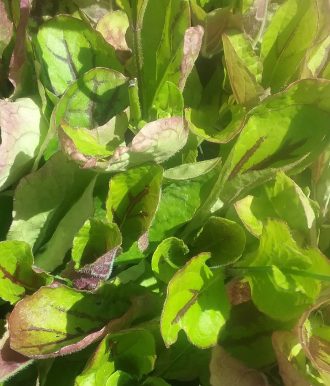 Salvia lyrata Green Leaf Form - Perennial Plant