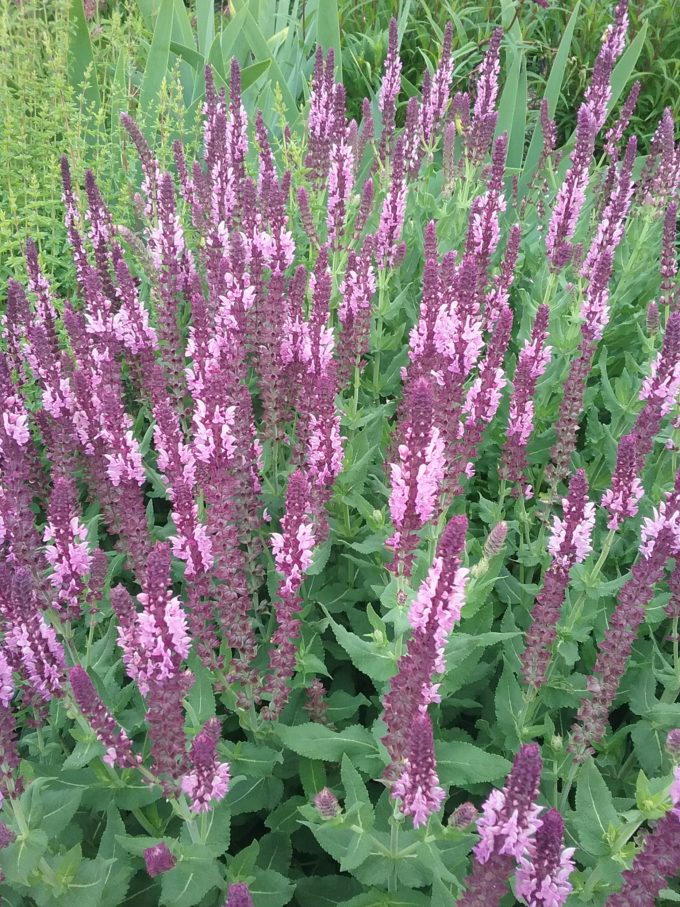 Salvia nemorosa pink in 50mm forestry tube – Trigg Plants