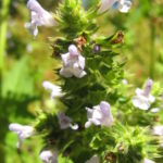 Salvia nilotica - Hardy Perennial Plant