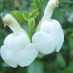 Salvia Snow White - Perennial Plant