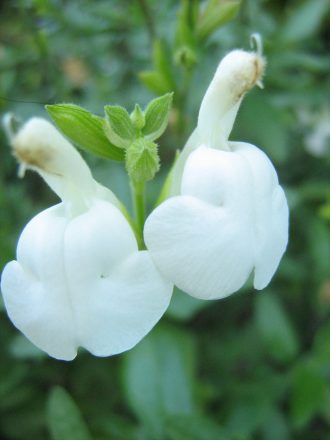 Salvia microphylla Snow White 20 seeds