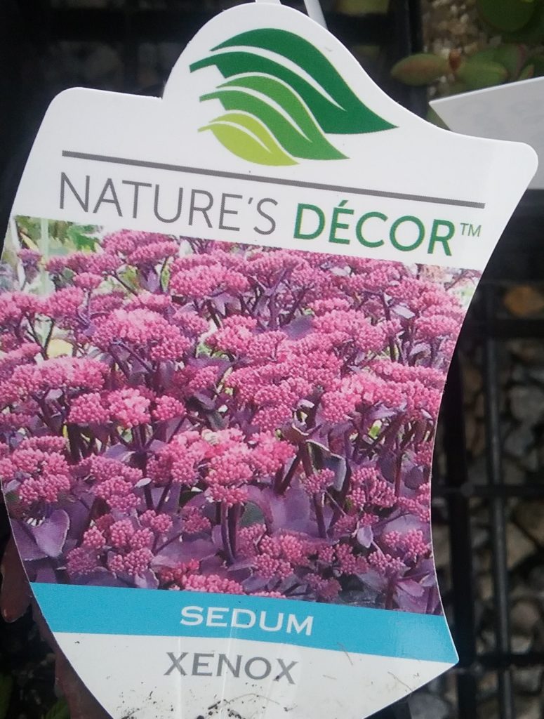 Sedum Xenox