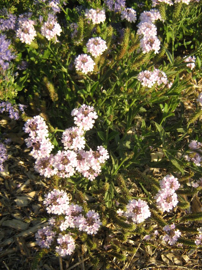 Verbena rigida - long flowering hardy perennial plant