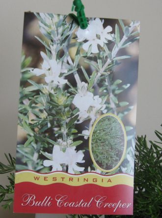 Westringia Bulli Coastal Creeper