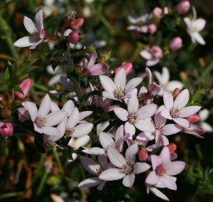 Philotheca - Australian Native Plant