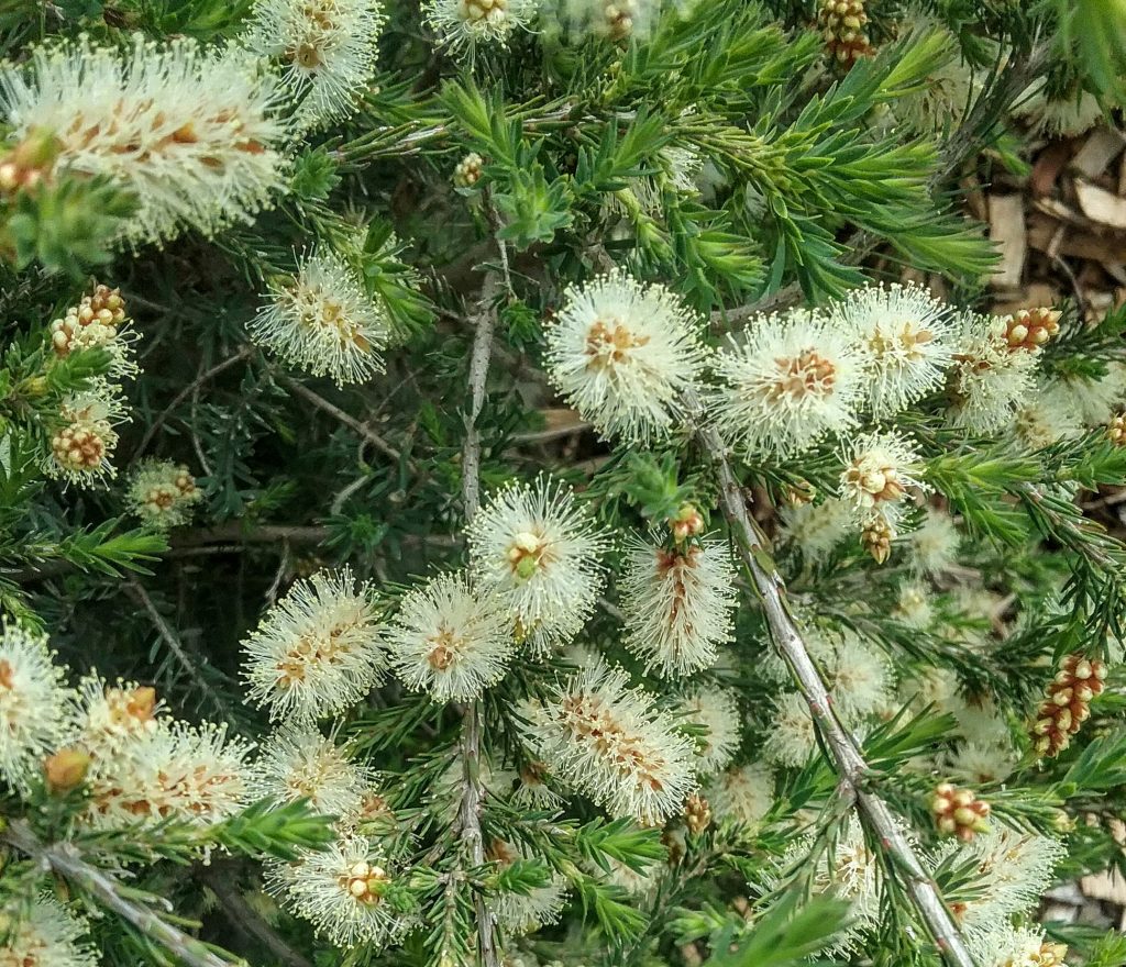 Melaleuca incana in 68mm Super Tube – Trigg Plants