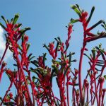 Anigozanthos Royal Cheer - Austrlian Native Plant