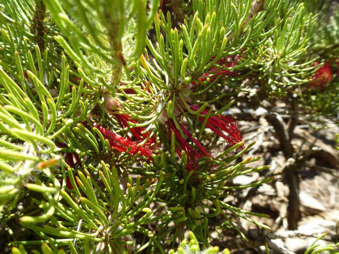 Calothamnus hirustus - Hardy Australian Native Plant