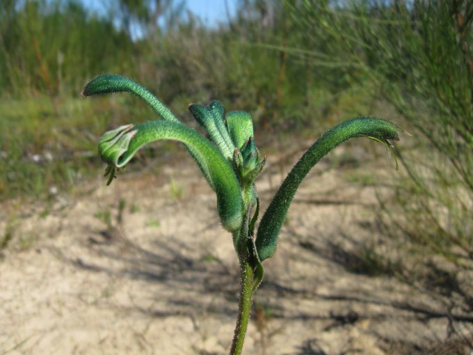 Anigozanthos viridis - Australian Native Plant