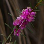 Hypocalymma robustum - dainty Australian native plant