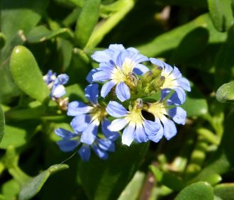 Scaevola calendulacea - Hardy Australian Native Plant