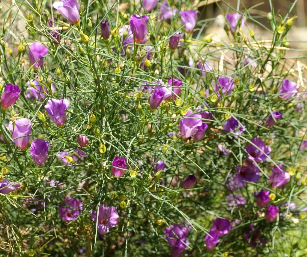 Alyogyne hakeifolia Melissa Ann - fast growing Australian Native Shrub