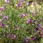 Alyogyne hakeifolia Melissa Ann - fast growing Australian Native Shrub