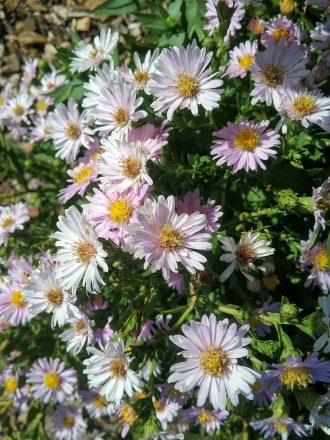 Aster Pastel Pearl (Easter Daisy) in 50mm forestry tube