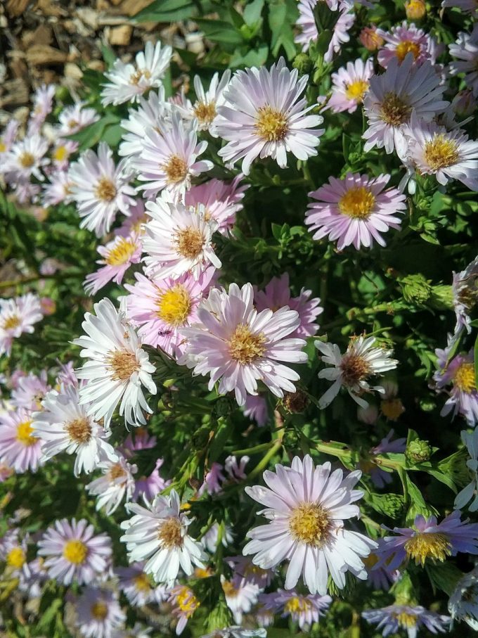 Aster Pastle Pearl - Perennial Plant