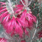 Calothamnus quadrifidus - Hardy Australian Native Plant
