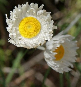 Chrysocephalum baxteri - small paper daisy