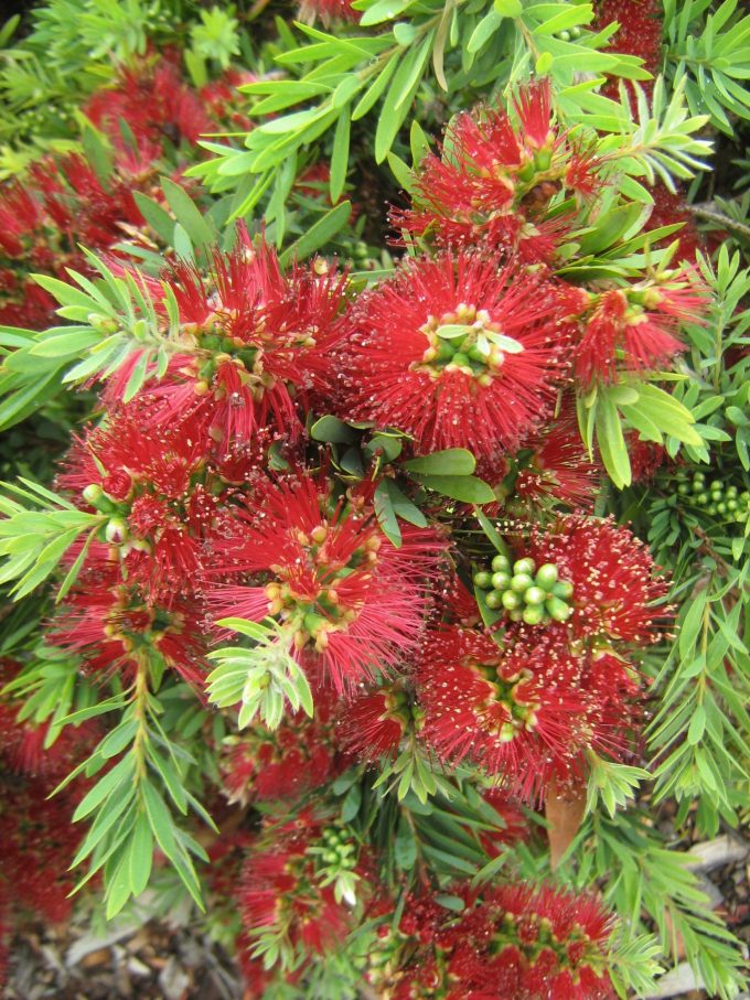 Callistemon Little John - Hardy Australian Native Plant