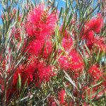 Callistemon phoenicius - Australian Native Plant
