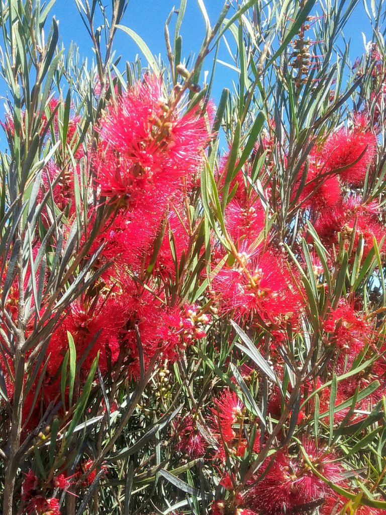 Callistemon phoenicius - Australian Native Plant