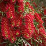 Callistemon viminalis - Hardy Austrlian Native Plant