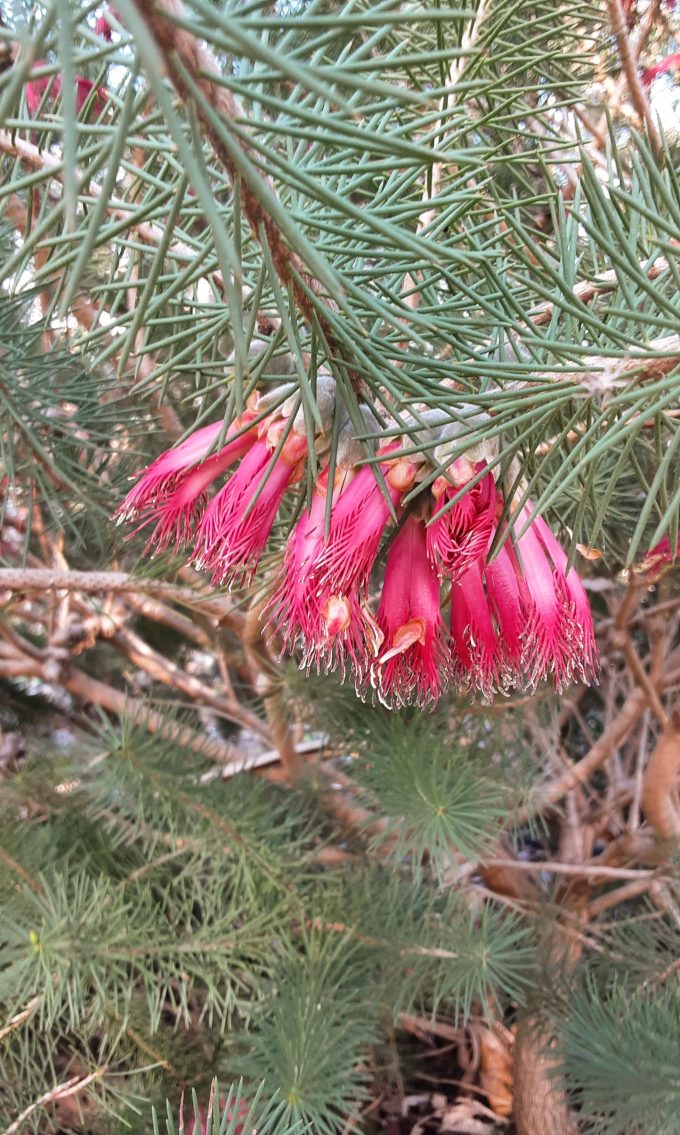 Calothamnus pinifolius - Hardy Australian Native Plant