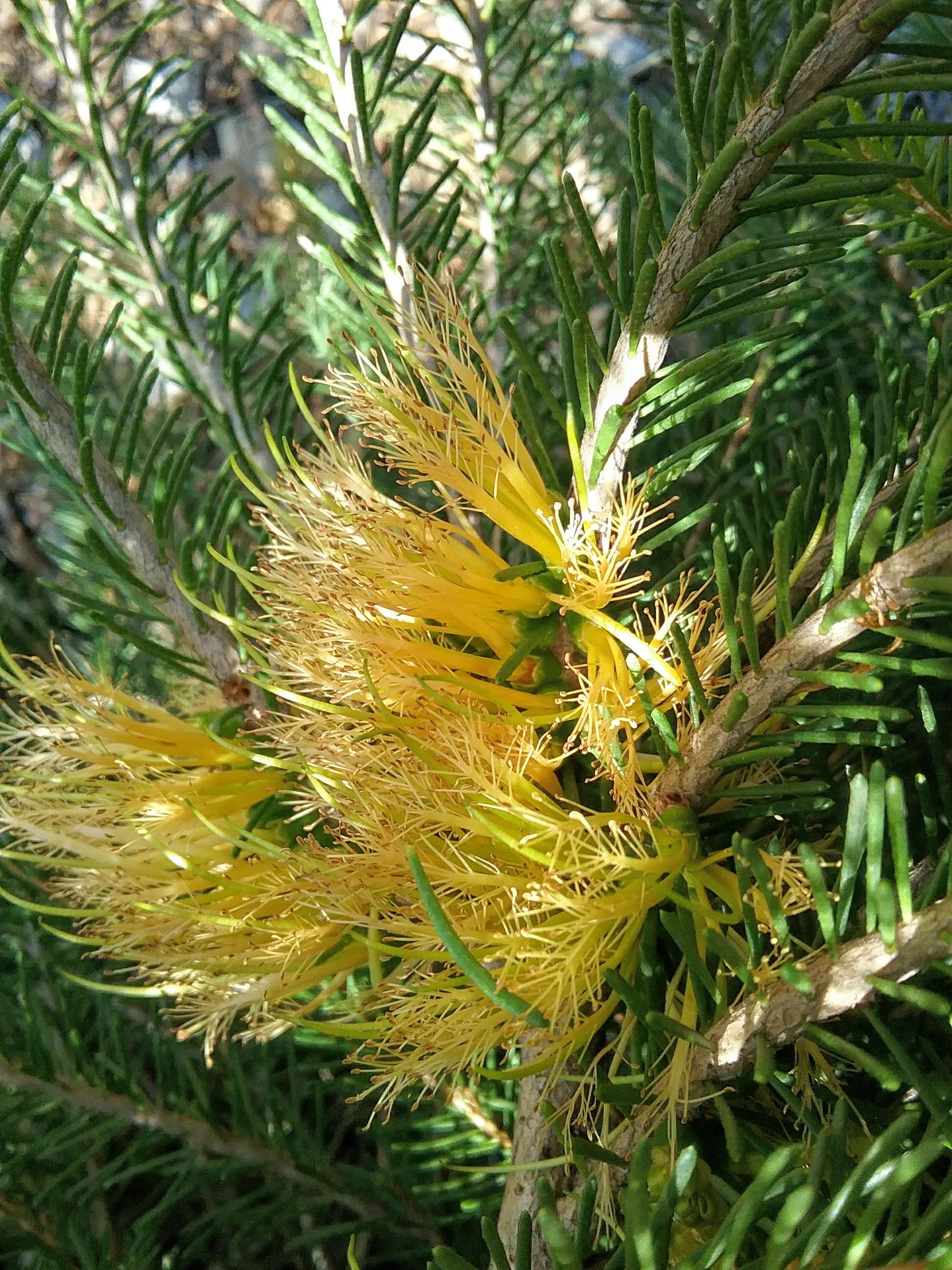 Calothamnus quadrifidus yellow in 75mm Supergro Tube – Trigg Plants