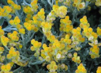 Chrysocephalum apiculatum- Hardy Australian Native Plant