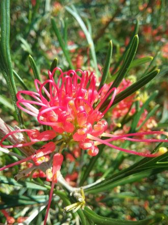 Grevillea Red Sunset - hardy Australian native shrub