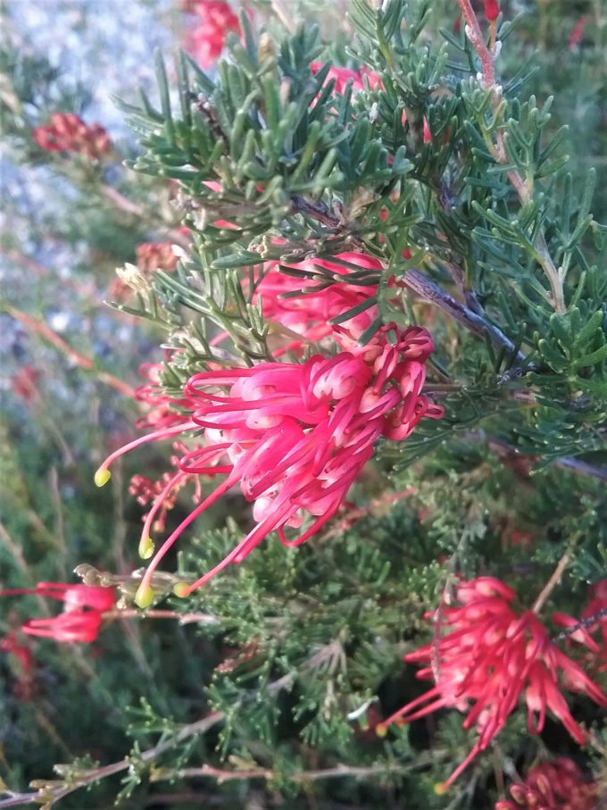 Grevillea thelemanniana Walkaway Wanderer - Hardy Australian Native Plant