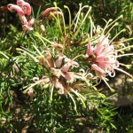 Grevillea Pink Lady - Australian native plant