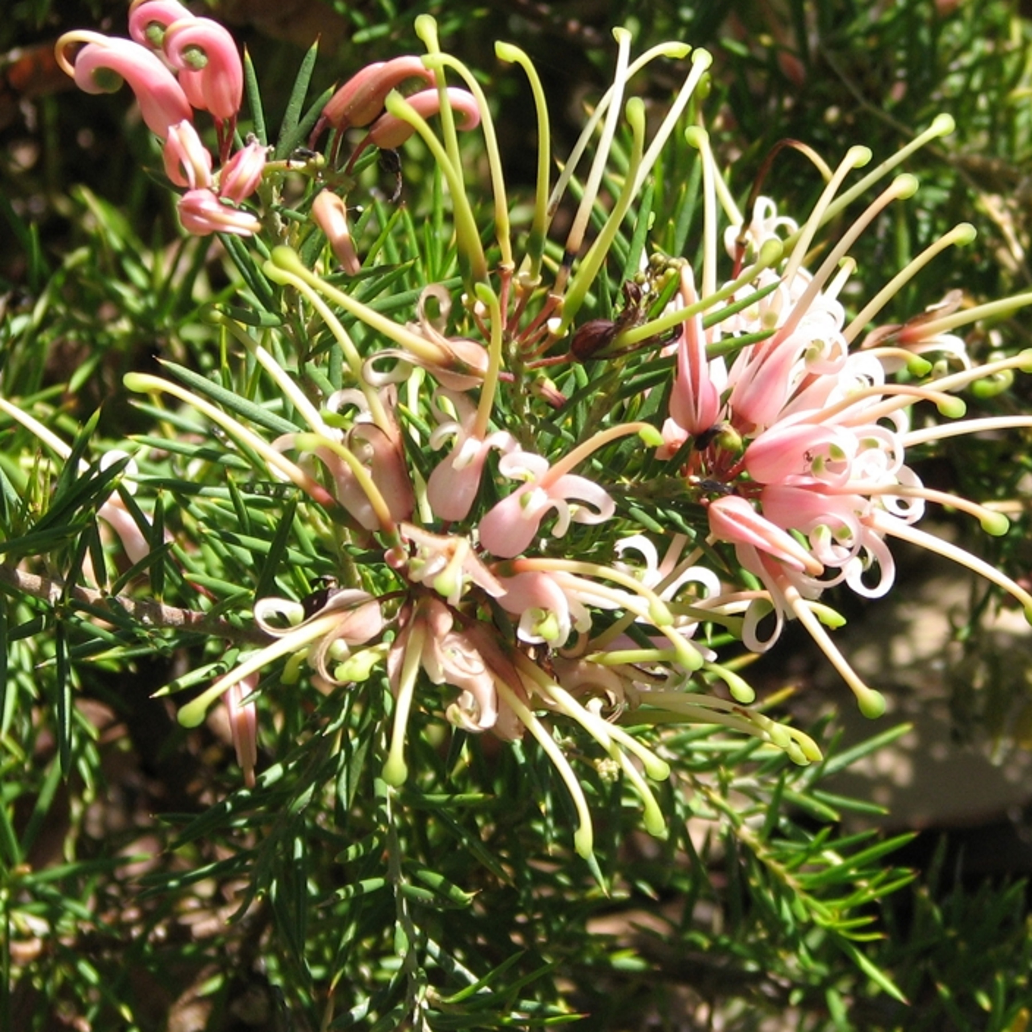 Grevillea Pink Lady in 50mm Forestry tube Hardy Native