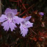 Hemiandra pungens - Australian native plant