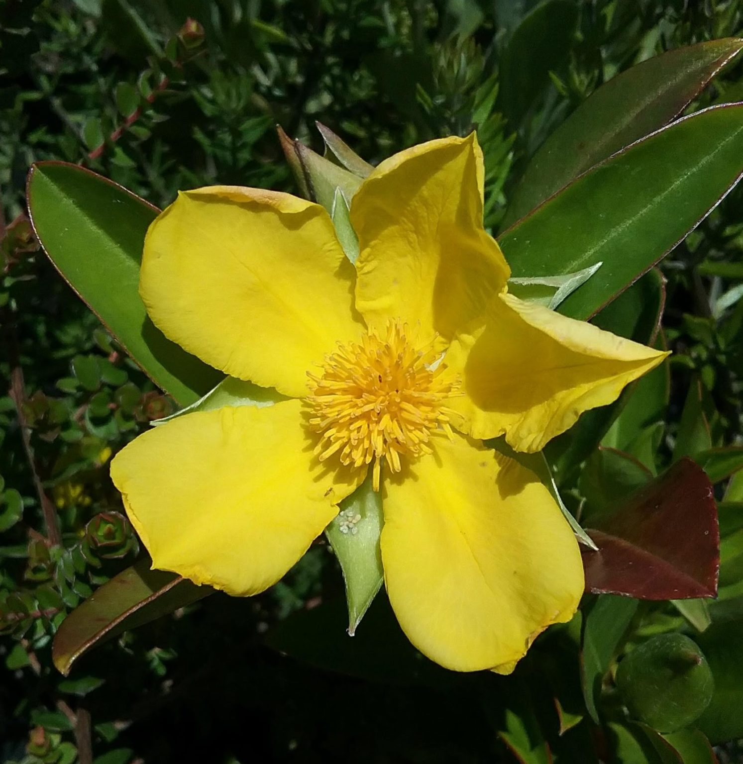 Hibbertia scandens in 68mm Super Tube Trigg Plants