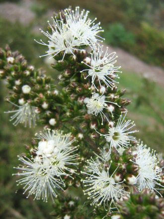 Kunzea ambigua prostrate - Australian Native Plant