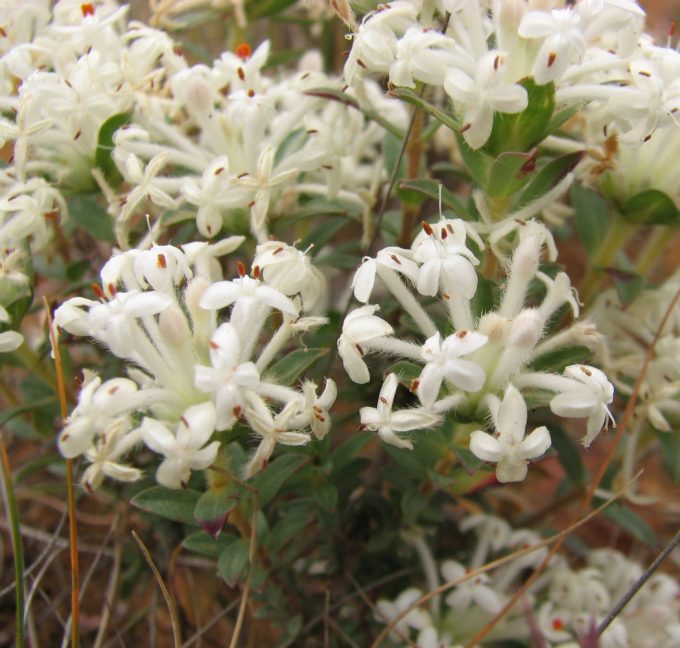 Pimelea humilis - small Australian Native Plant