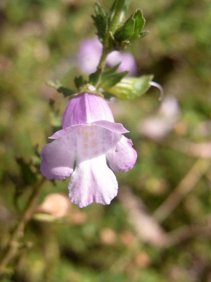 Prostanthera cryptandroides - aromatic Australian native plant