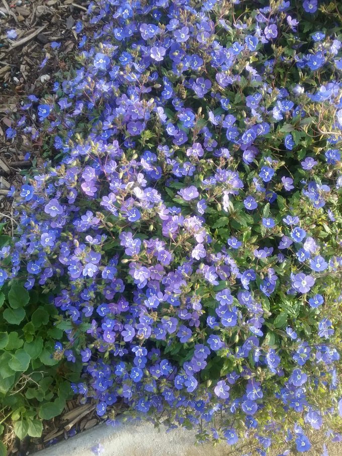 Veronica Georgia Blue - Perennial Plant