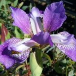 Water Iris Louisianna Purple